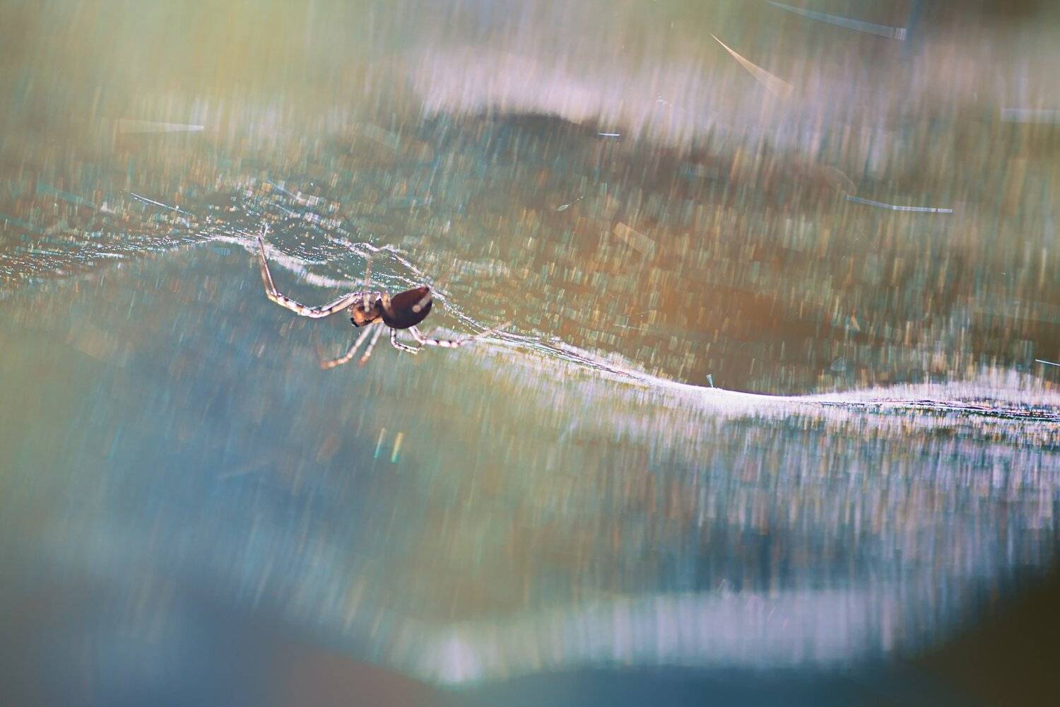 паук,лист,зелень,трава,свет,лапы,паутина, Юрий Котов