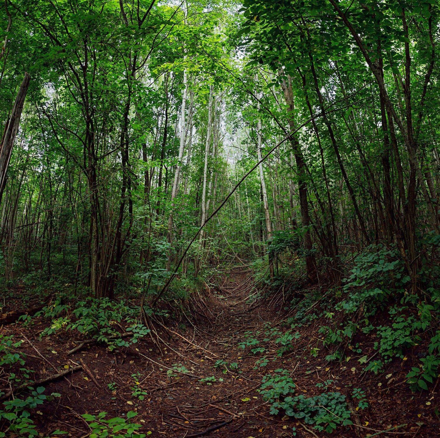 деревья,лес,листва,ветки,лианы,лист,свет,зелень, Юрий Котов