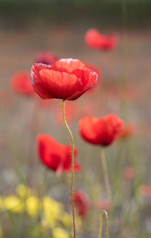 poppies, red flowers, macro Poppies фото превью