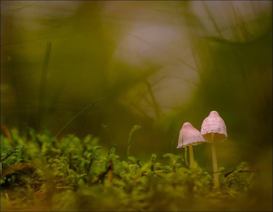 , Бурлов Андрей