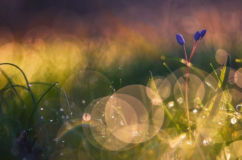 По дороге в сказку фото превью