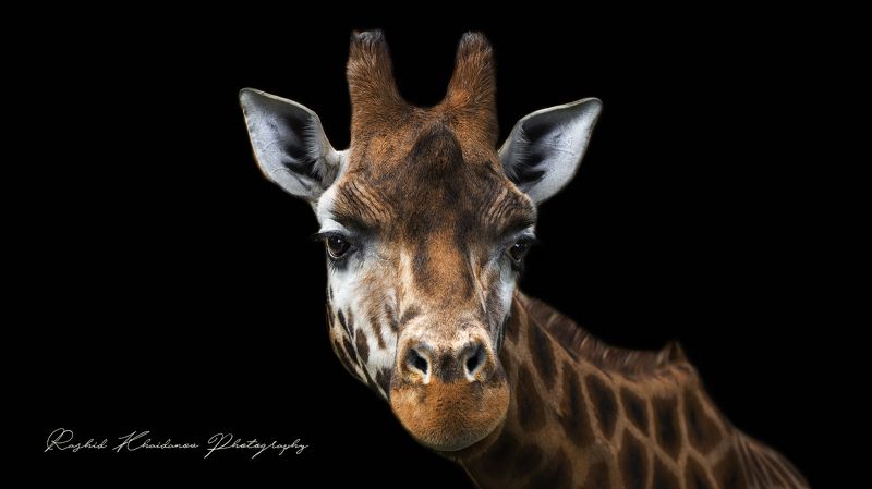 Жираф! фото превью