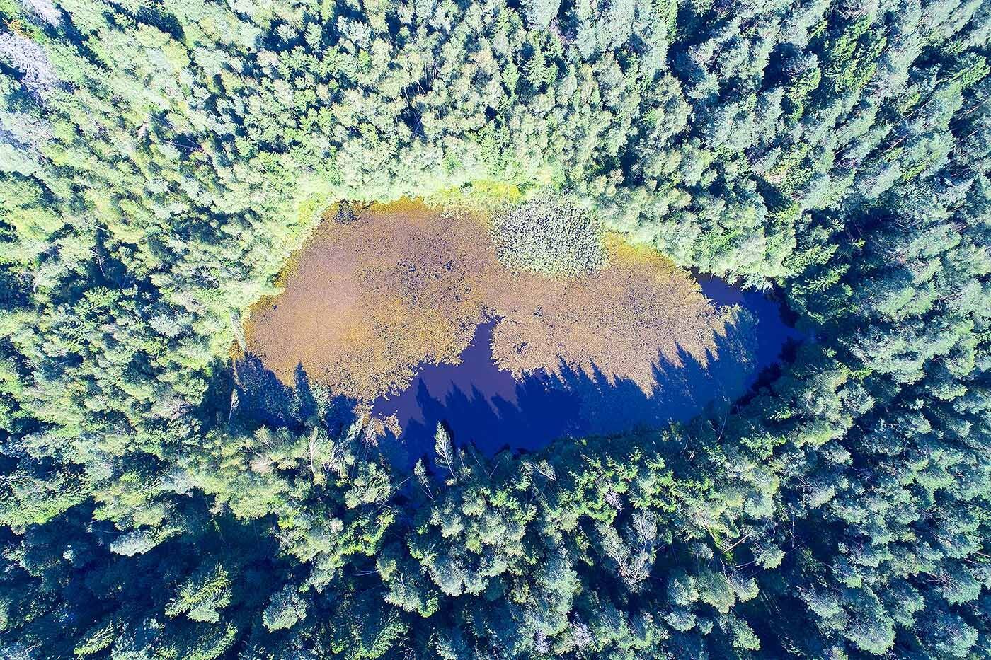 Россия, Московская область, лес, озеро, аэро, дрон, коптер, aerial, air, Борис Резванцев
