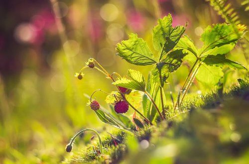 Вспоминая лето. Земляничка )