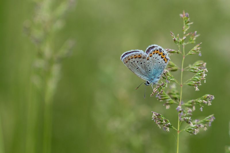 Полуденный отдых фото превью