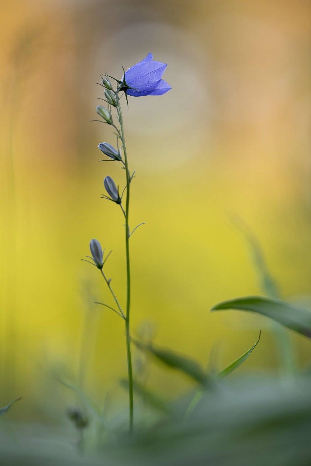 цветы,цветок,макро,растения,колокольчик,природа., Александр Иванов