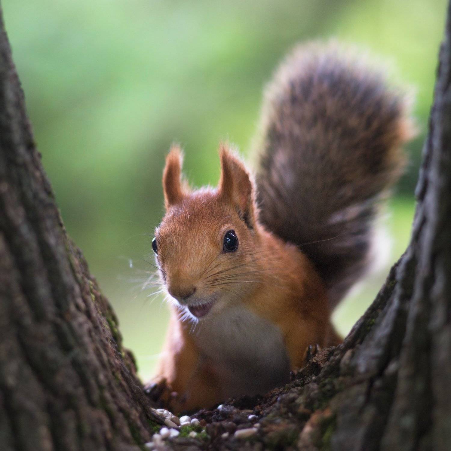 белка, Катарина Винниченко