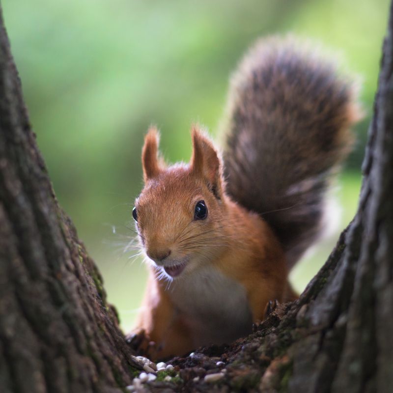 белка Удивлена или смеётся? фото превью