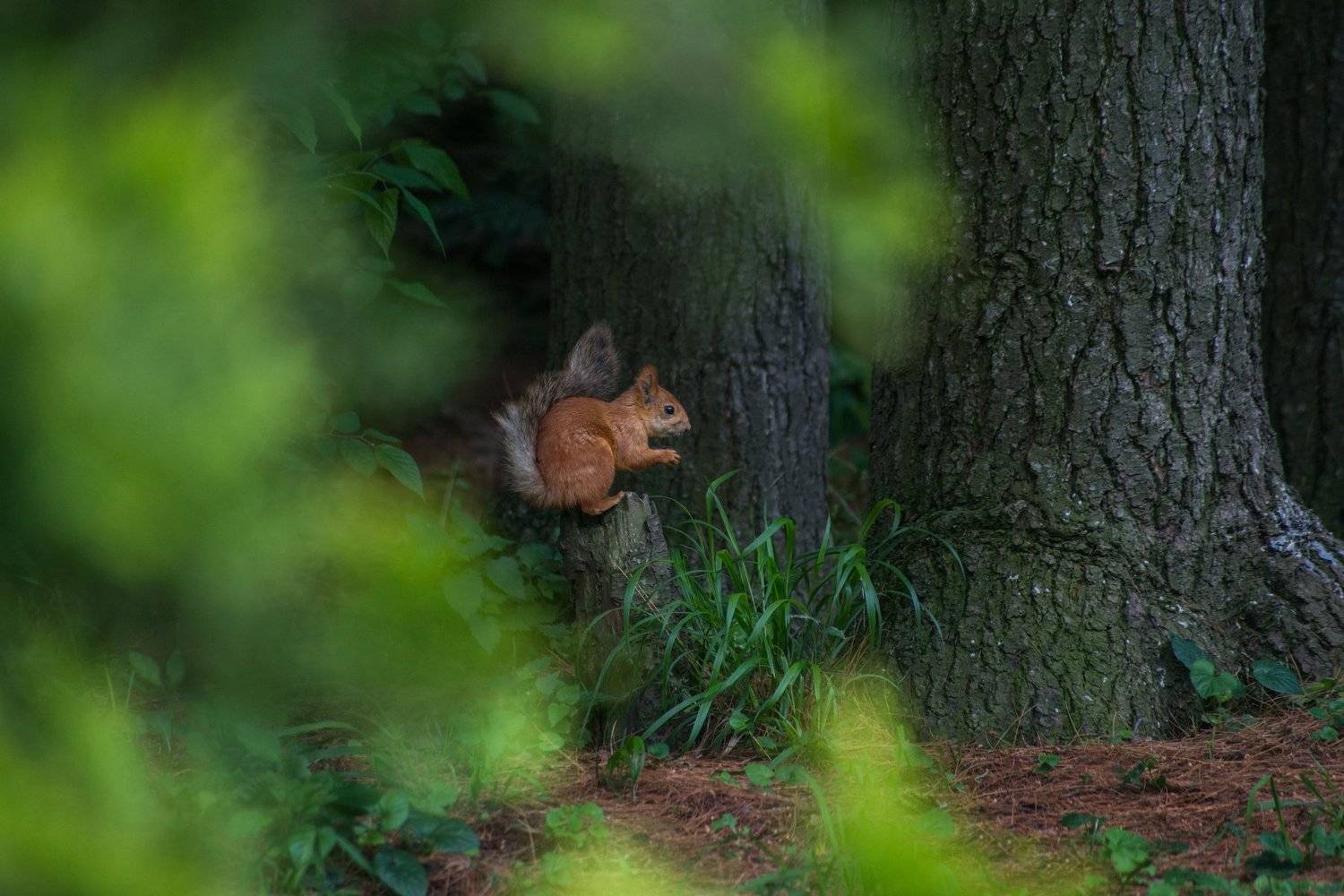 белка, ель, ботанический сад, Катарина Винниченко