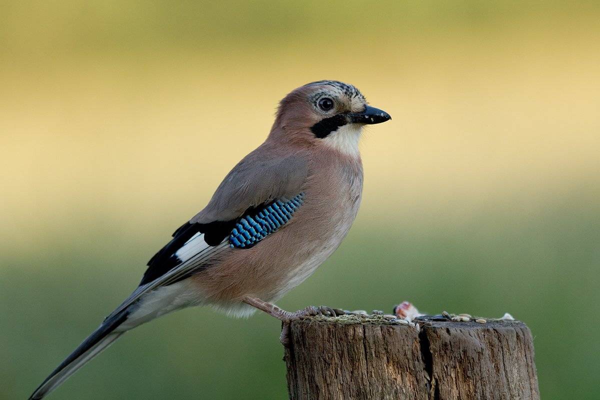 , Janina J?drzejewska-Szombara