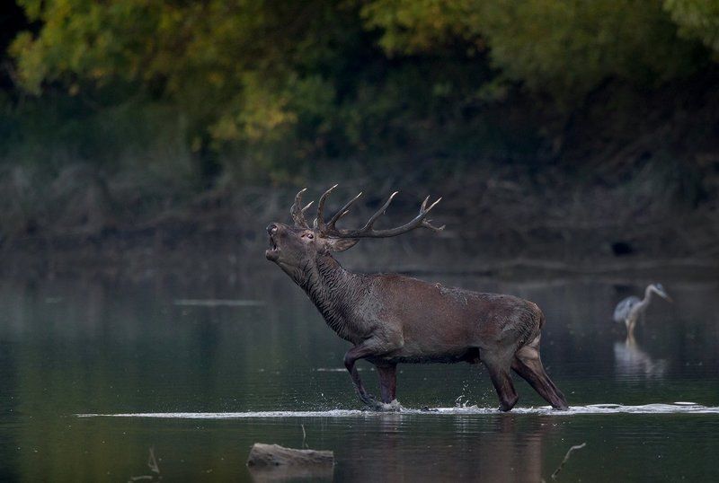 red deer фото превью