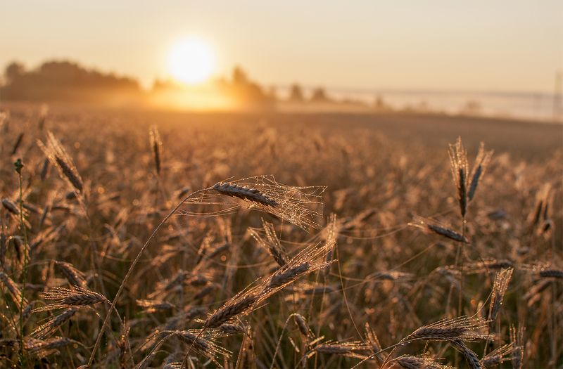 summer,fields,sunrise Summer morning фото превью