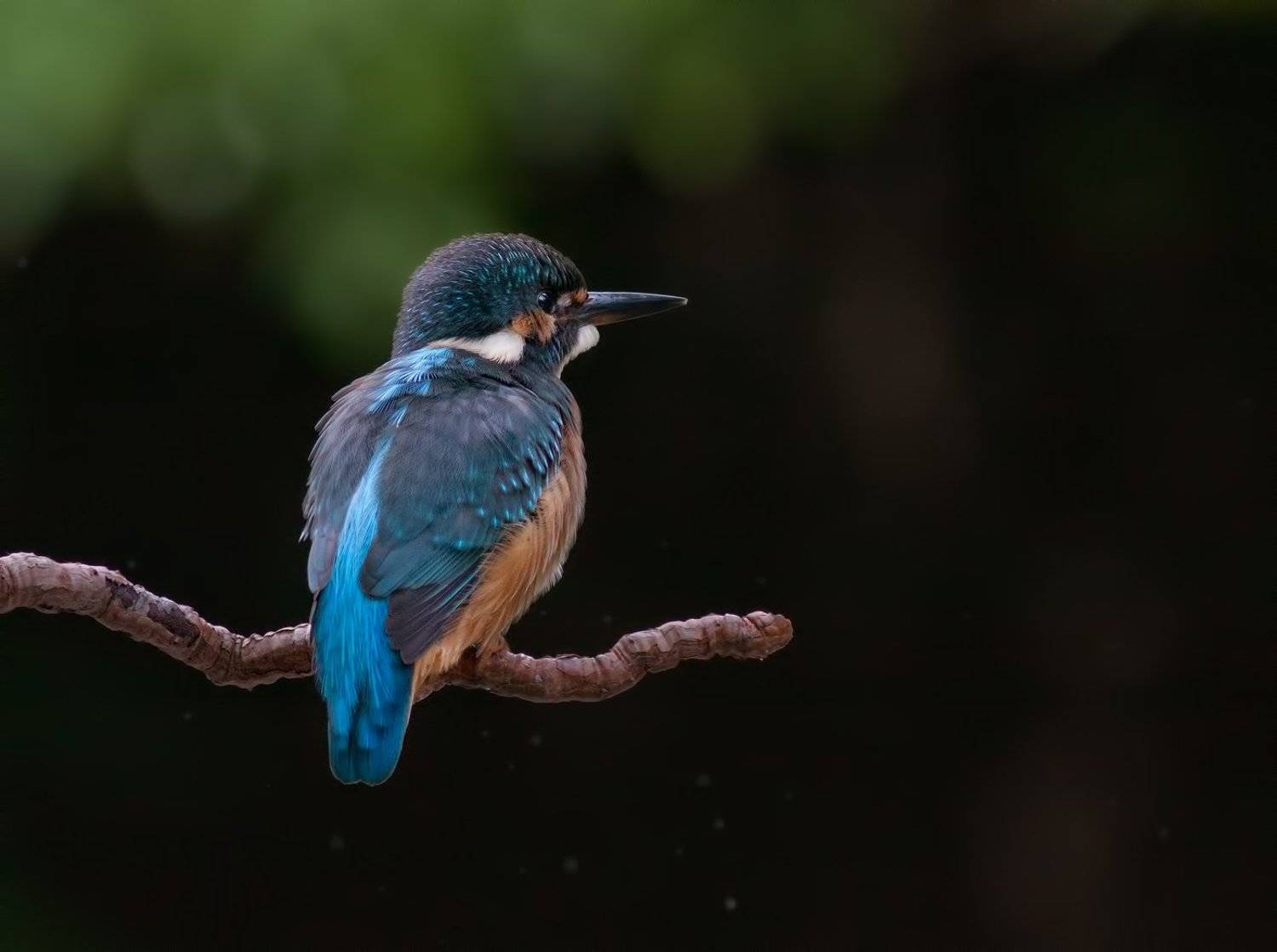 , Стефан Дянков