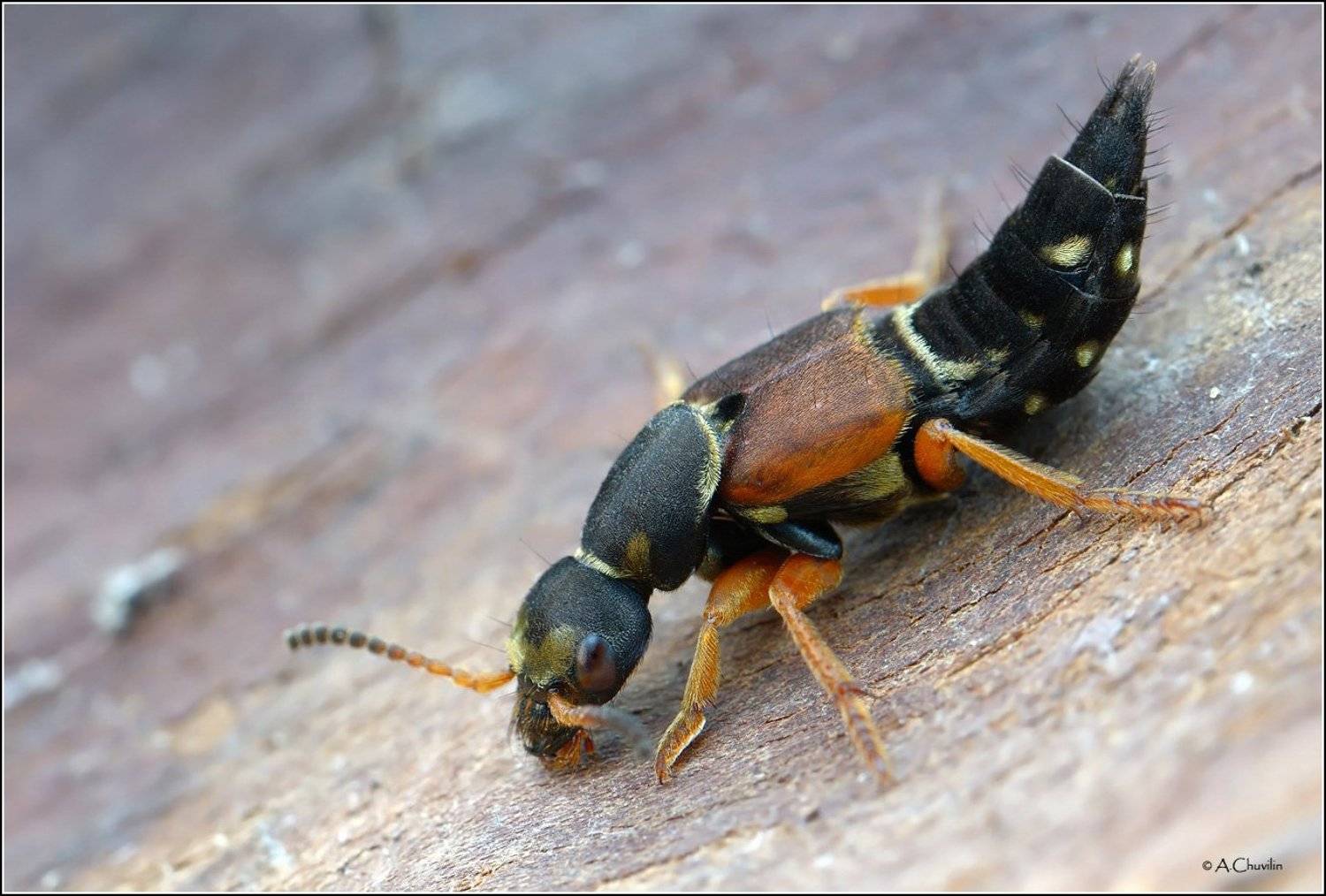 жук,стафилин,erythropterus,staphylinus, Александр Чувилин