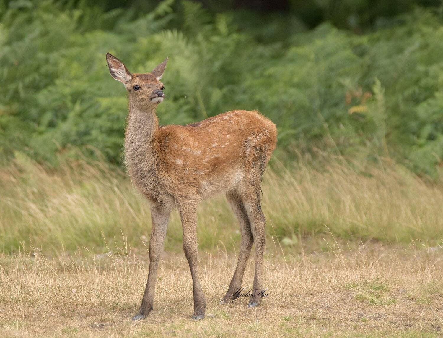 Red Deer, Calf, Nature, Wildlife, Maria Kula