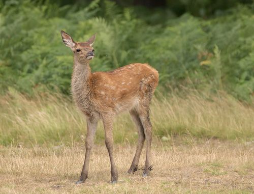 Red Deer Calf
