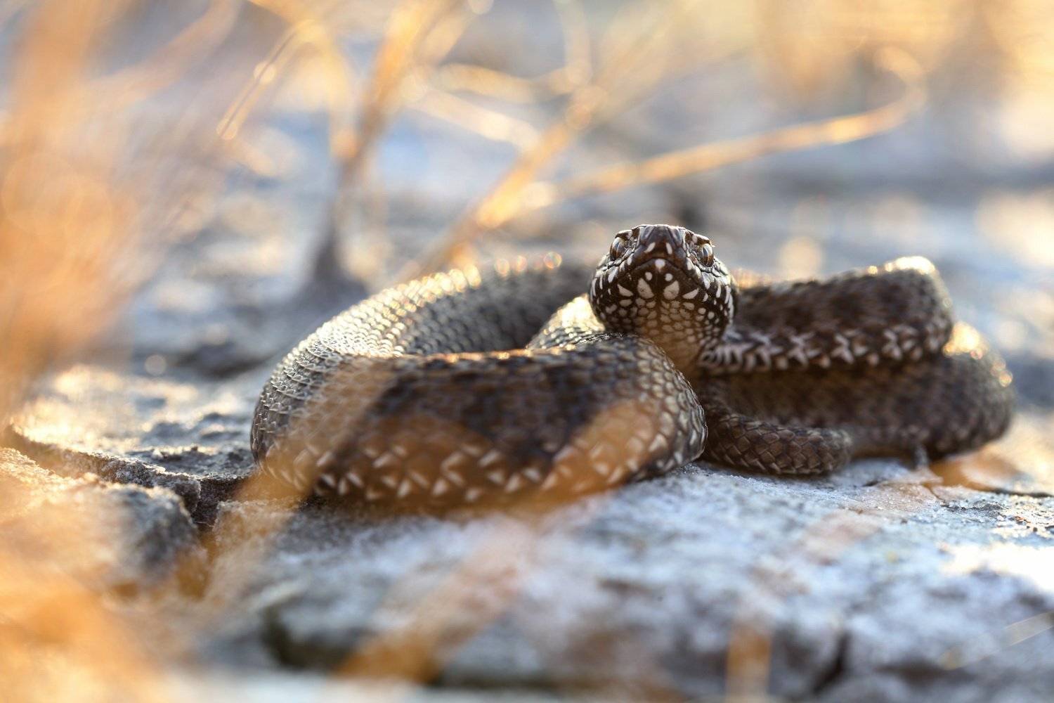 степная, гадюка, vipera, renardi, самарский лес, солёный лиман, Sergii Markov