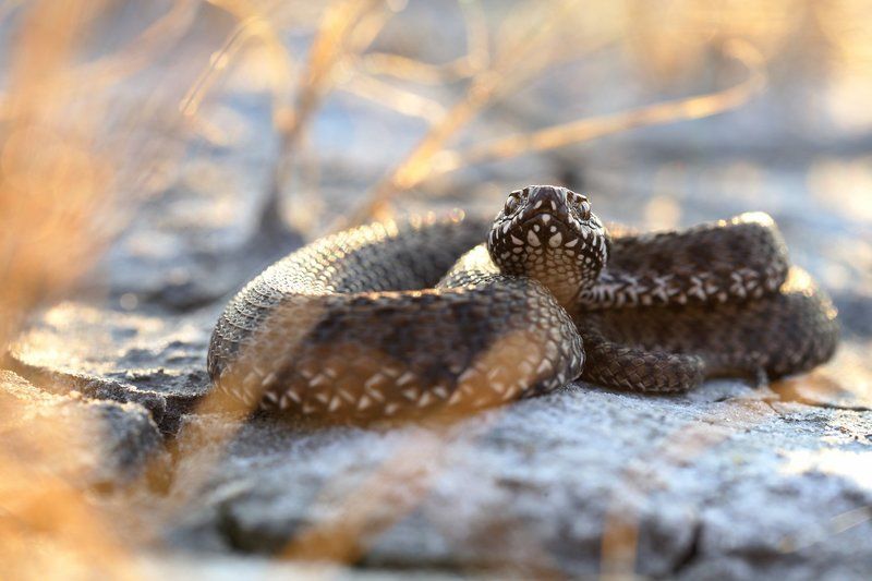 степная, гадюка, vipera, renardi, самарский лес, солёный лиман Наша радость от вашего посещения не знает границ) фото превью