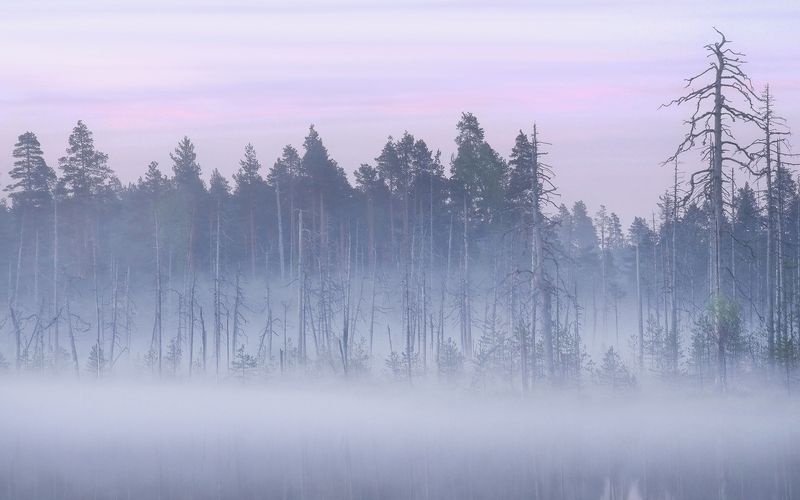 Туман окутал влажным пледом фото превью