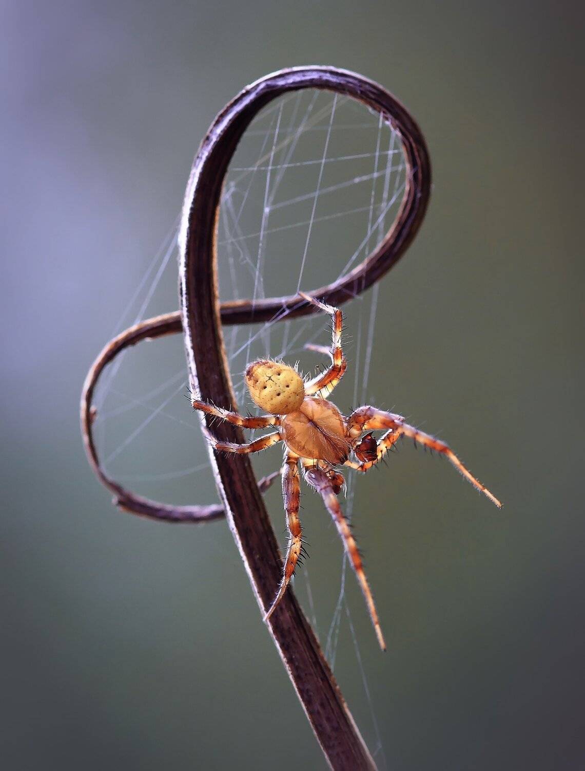 , Галина Горькавая