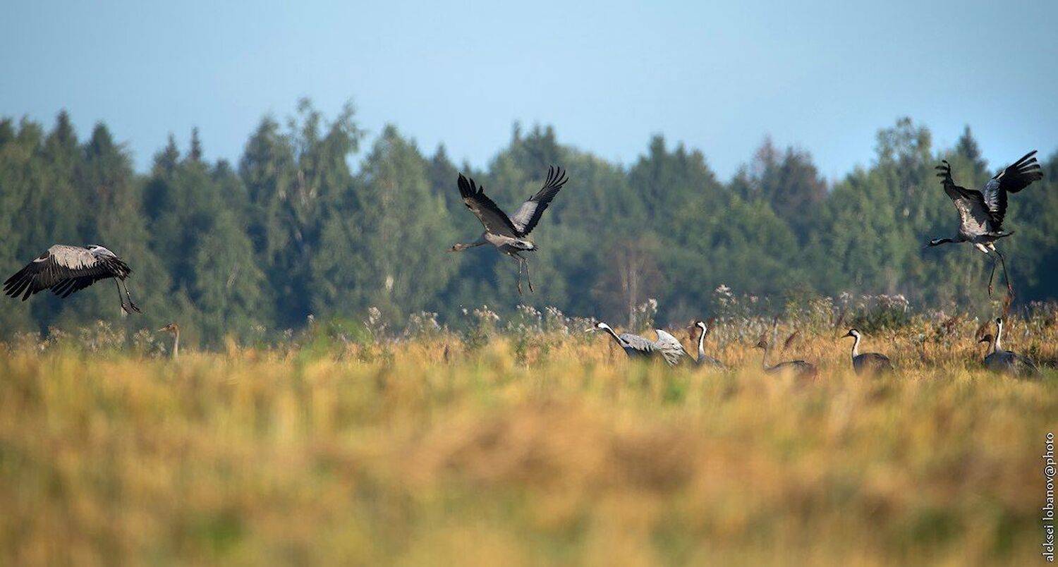 , Алексей Лобанов