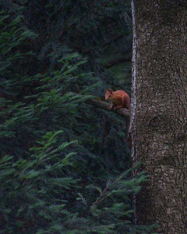 белка, ель, ботанический сад Огненная красавица фото превью