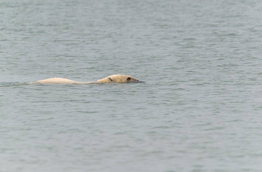 чукотка море арктика медведь белый морской полярный умка, Максим Деминов