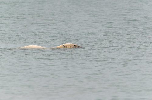 Белая подводная лодка в перископном положении...