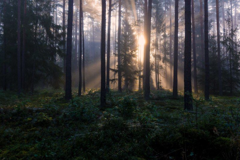 Forest stories фото превью