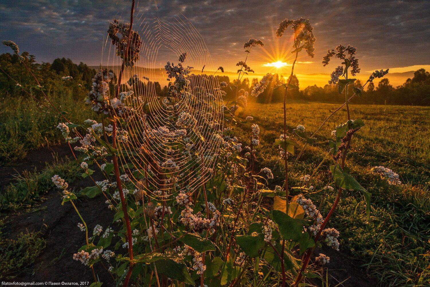 алтай, сибирь, siberia, лето, предгорья, altai, луга, гречиха, рассвет, солнце, Павел Филатов