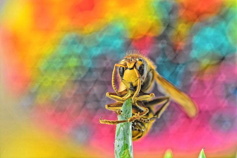 macro, wasp, colorfull, colors, color, nature, close-up Mr. Ugly фото превью