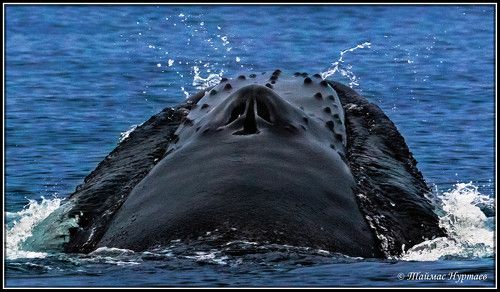 ВОСЕМДЕСЯТ ТРЕТЬЯ ПАРАРАЛЕЛЬ. ЛИЦОМ К ЛИЦУ    ГРЕНЛАДСКИЙ КИТ  У БЕРЕГОВ ОСТРОВОВ   ШПИЦБЕРГЕН