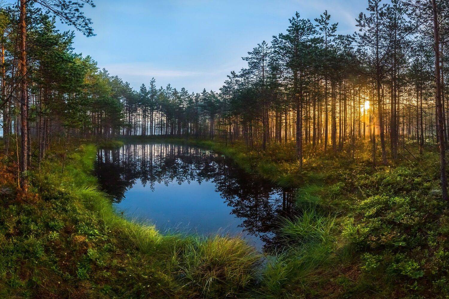 ленинградская область, фототур, рассвет, сосны, озеро, болото, лето, мох, лес, отражение., Лашков Фёдор