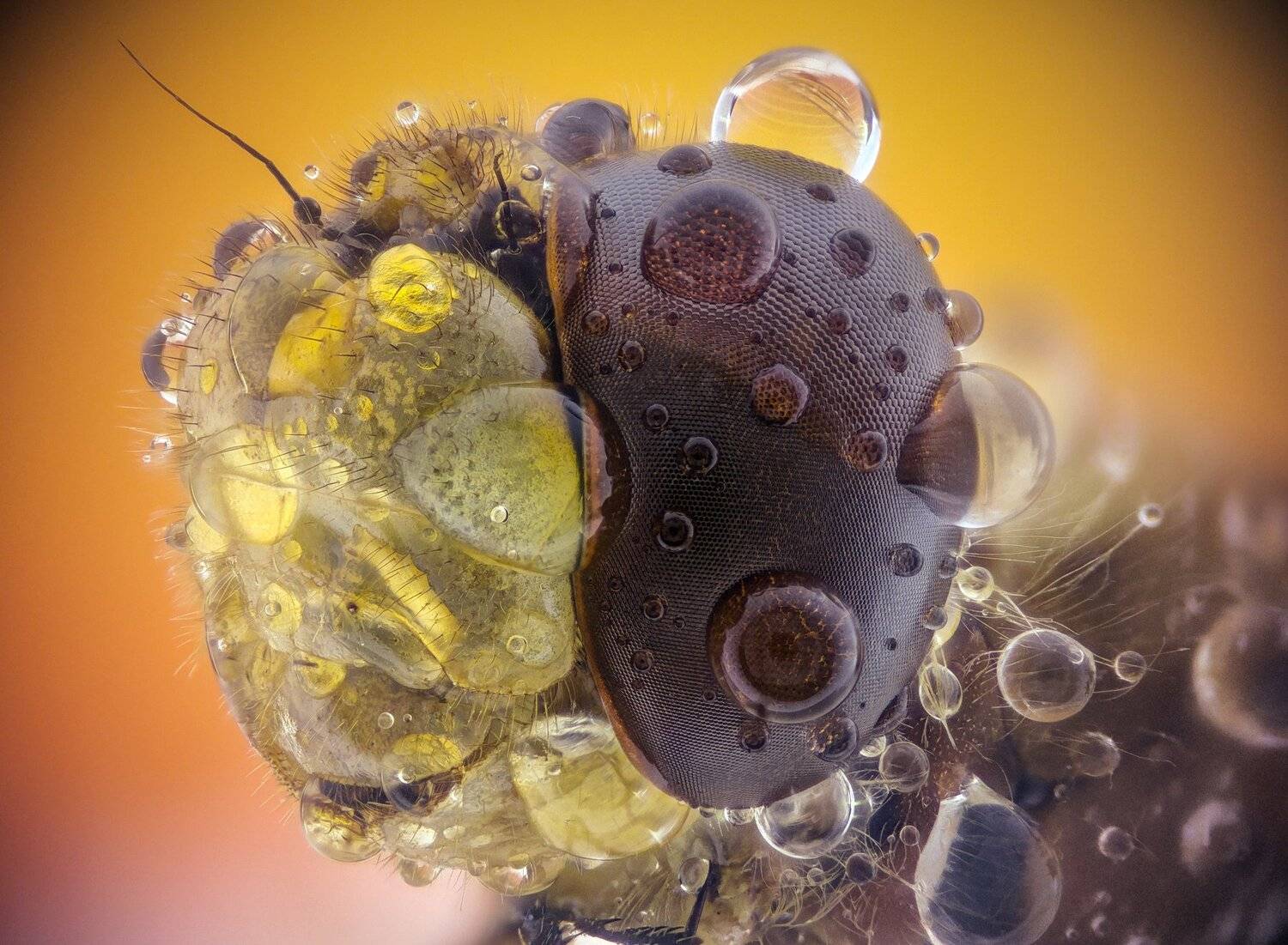 ceclii,macro,lgg4, extrememacro,  макро, Tsvetan Ganev