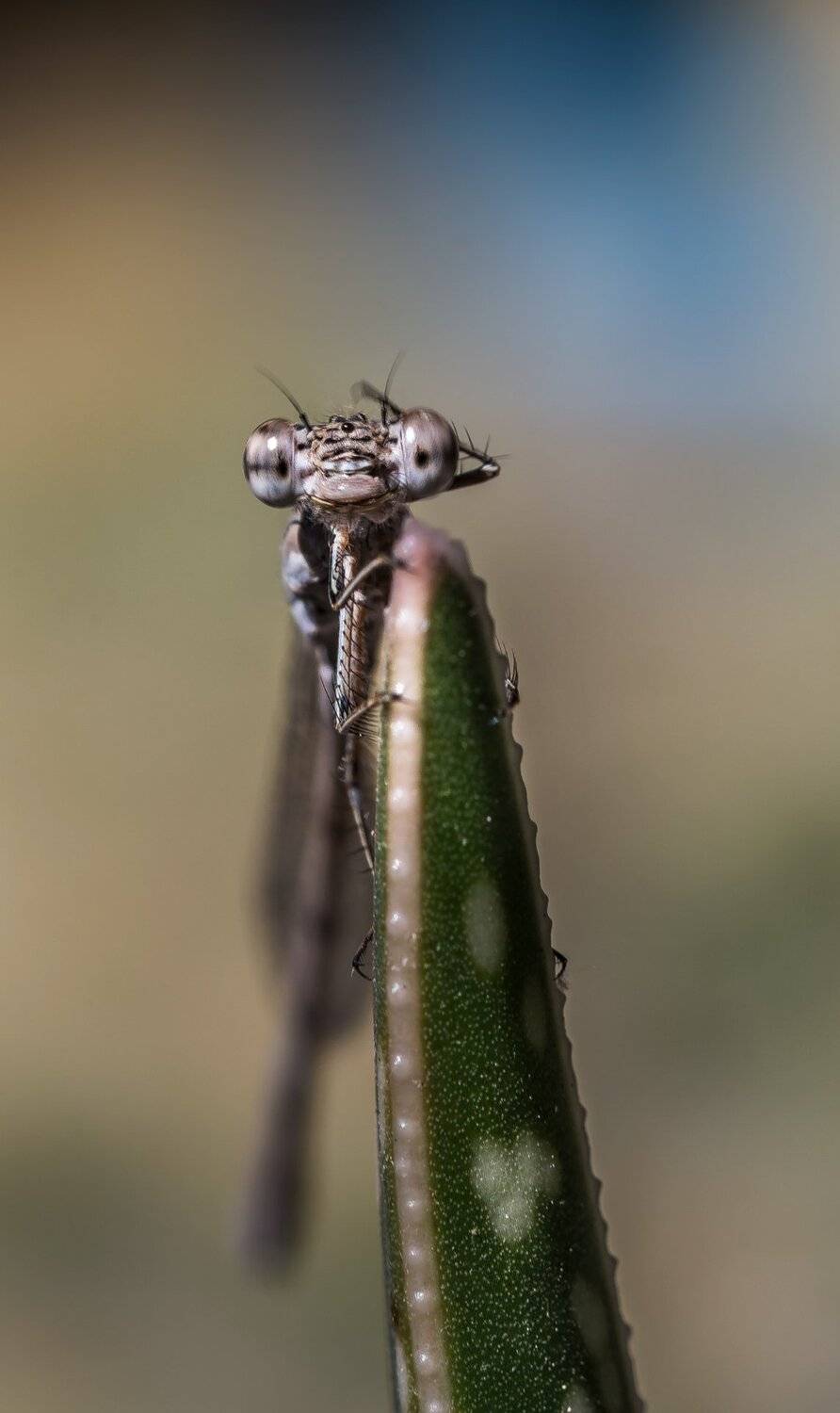природа, макро, стрекоза,, Неля Рачкова