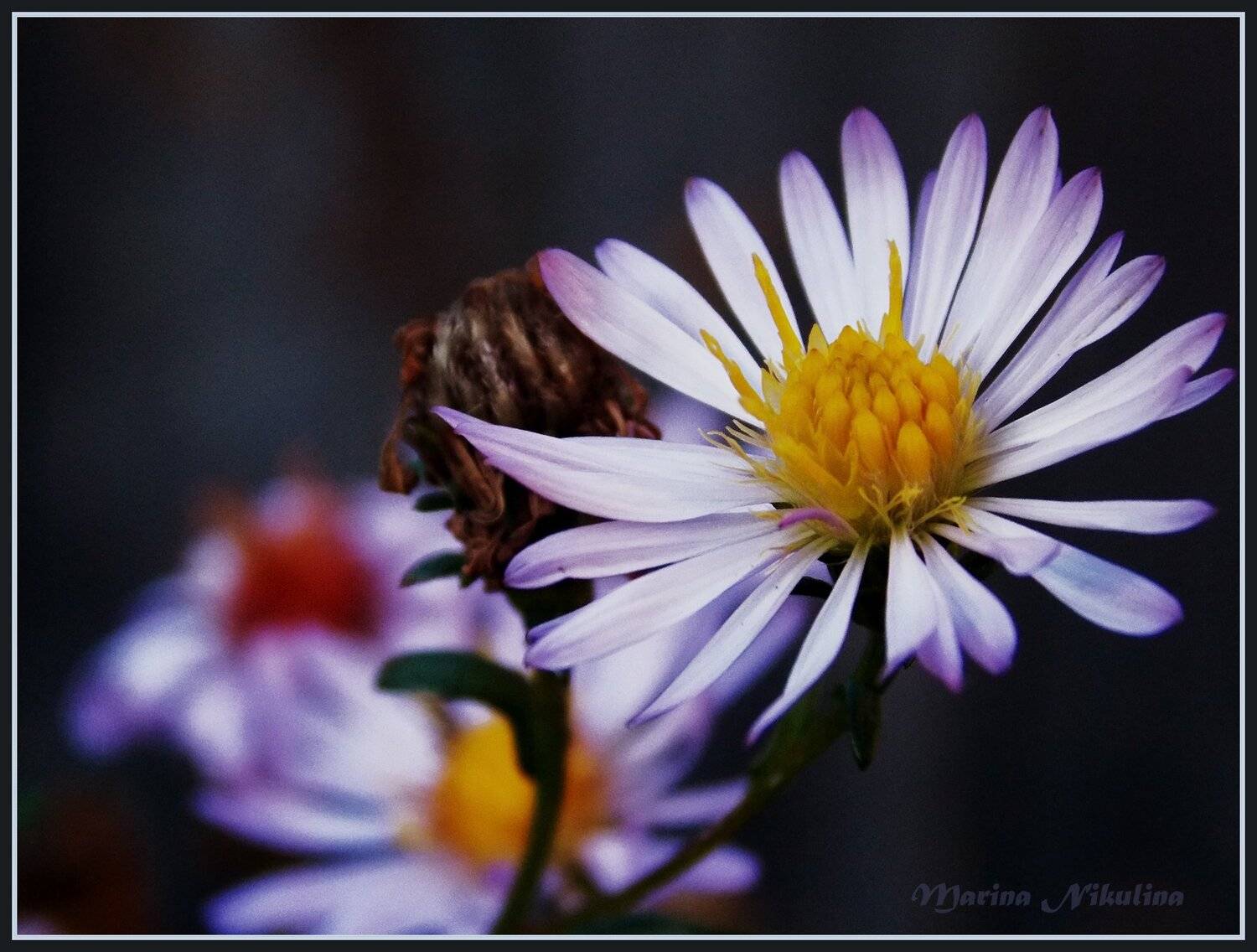 , Марина Никулина