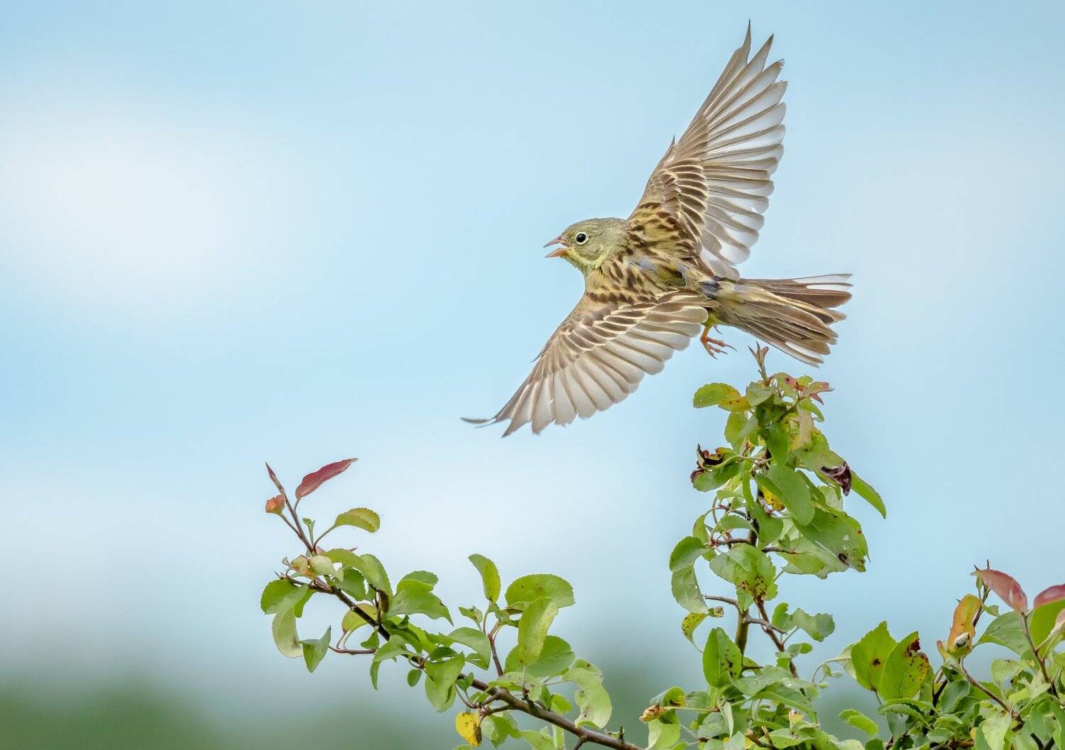 садовая овсянка, полёт, крылья, взлёт, лето, июль, дикая природа, птица, emberiza hortulana, Ксения Соварцева