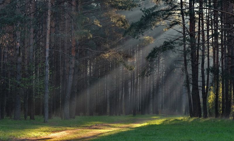туман,дымка,солнце,минск утро под Минском фото превью