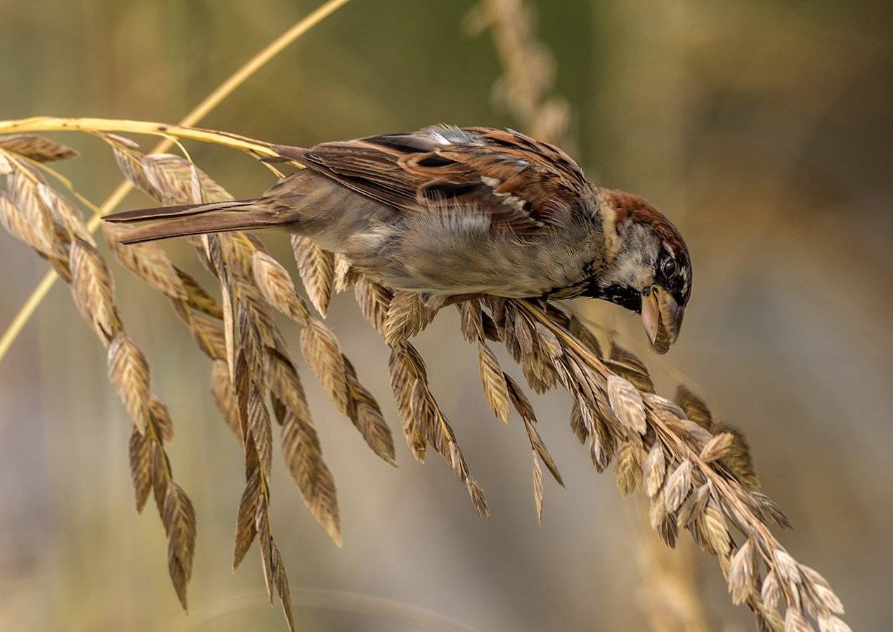 , Леонид Дьяченко