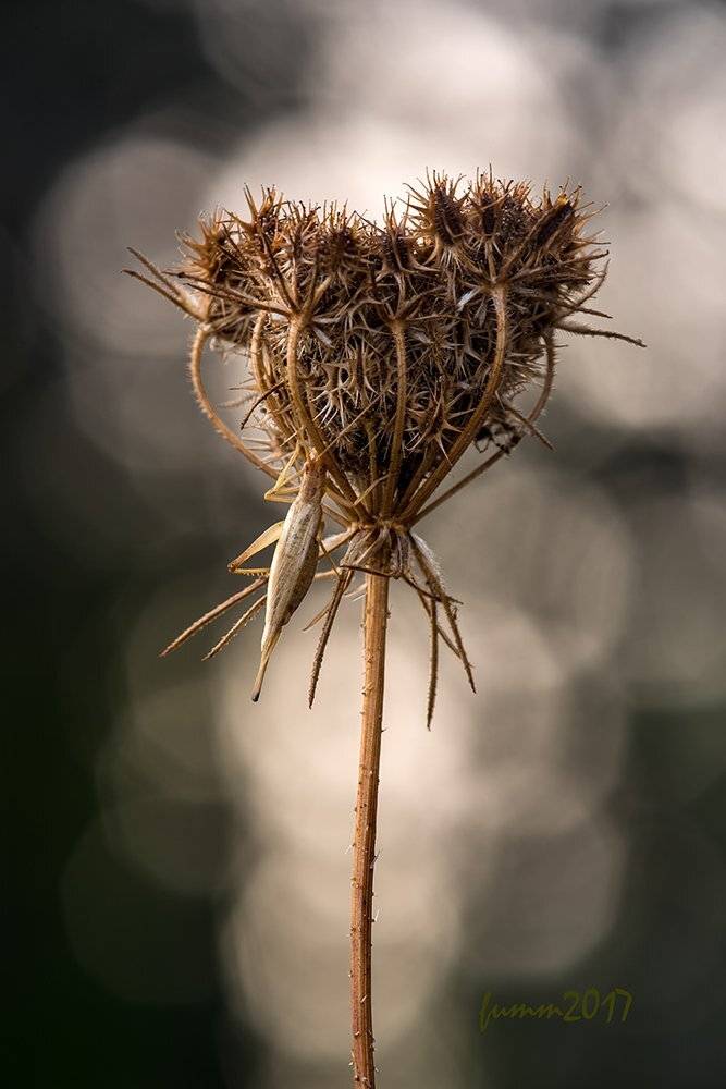 , Игорь ФУММ