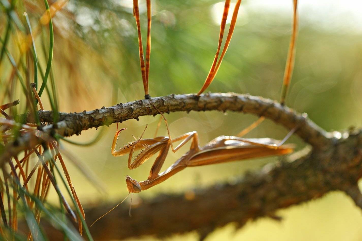 богомол, mantis, religiosa, самарский лес, Sergii Markov
