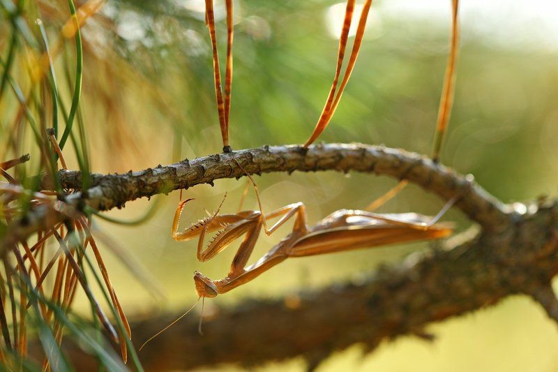 богомол, mantis, religiosa, самарский лес Про покровительственную окраску фото превью