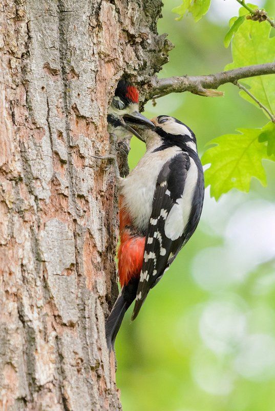 большой пёстрый дятел большой пёстрый дятел фото превью