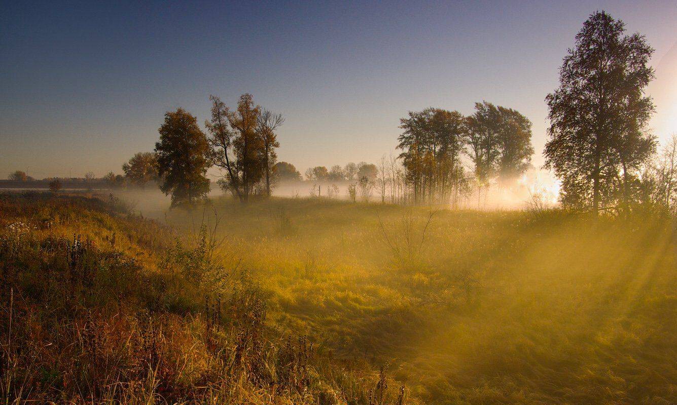 осень, утро, рассвет, туман, деревья, листья, трава, желтые, лес, Валерий Чичкин