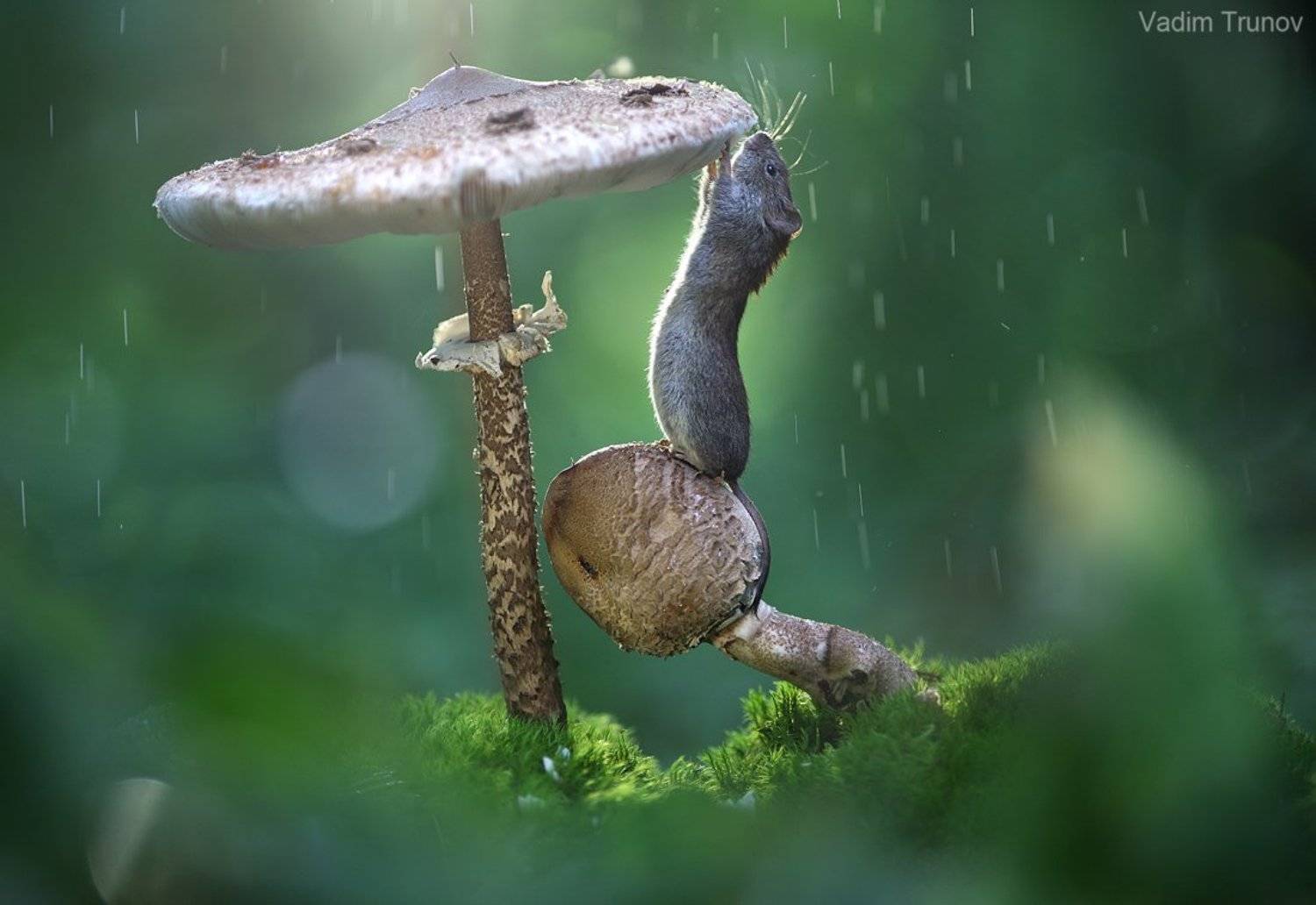 , Вадим Трунов