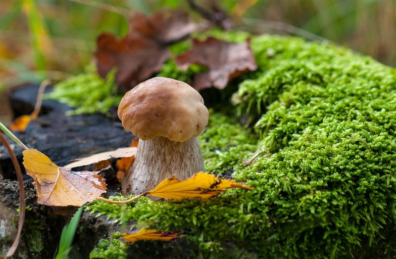 mushroom,autumn Autumn come back... фото превью