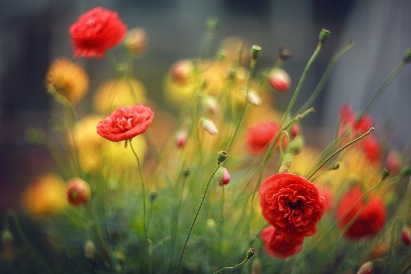 Ботанический сад им. Петра Великого. Август фото превью