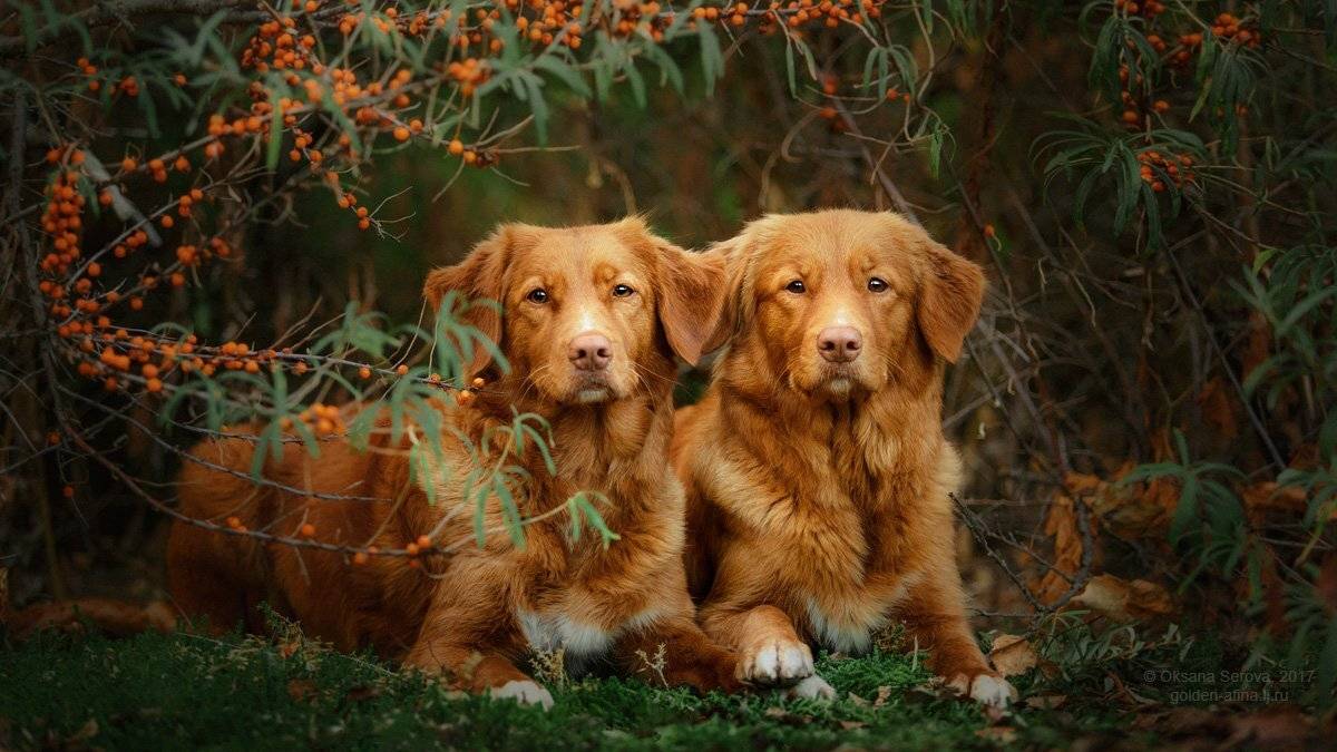 собака, толлер, портрет, ретривер, рыжие, Оксана Серова