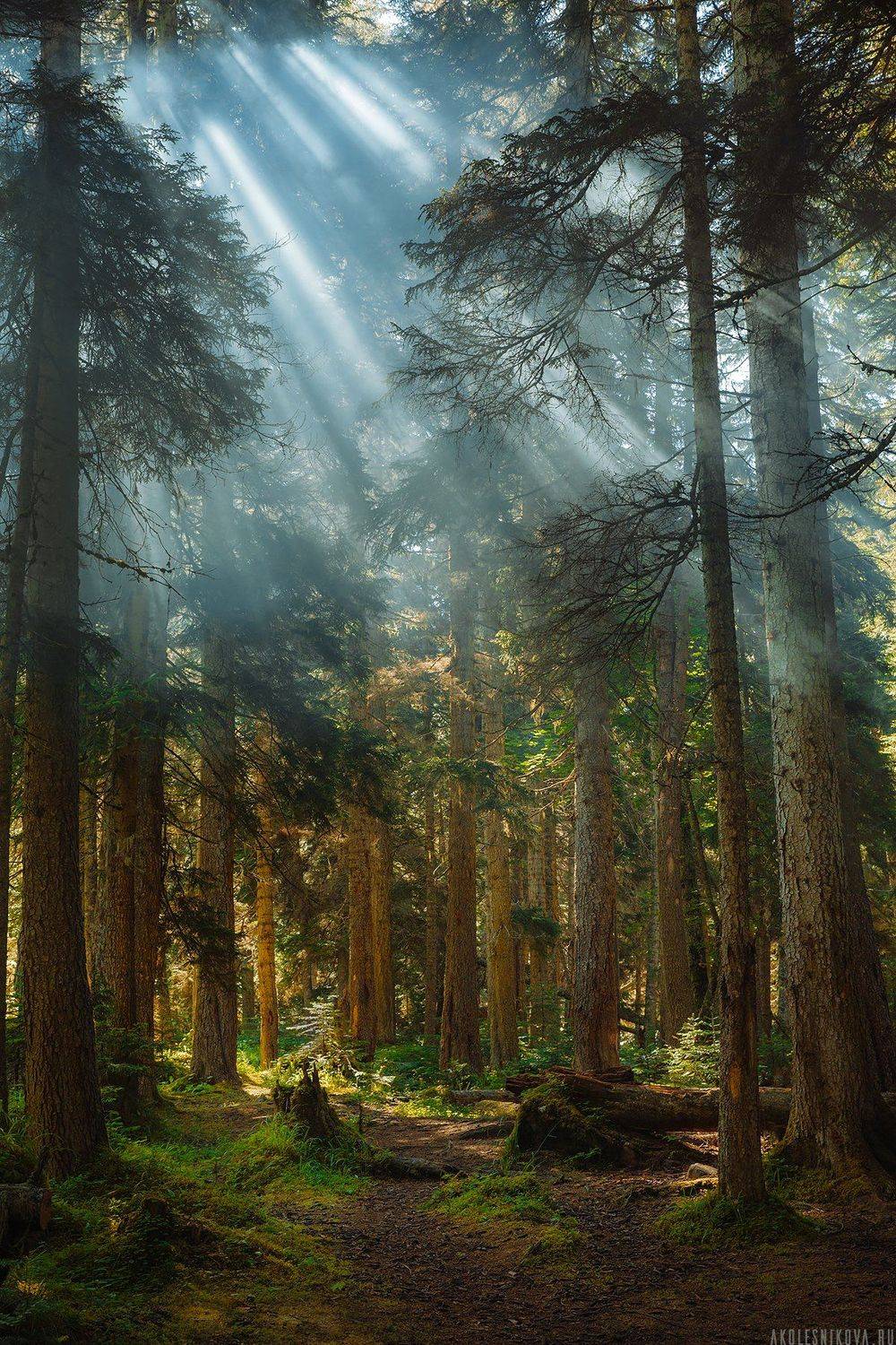 природа, лес, путешествие, домбай, рассвет, пейзаж, лето, свет, Анастасия Колесникова