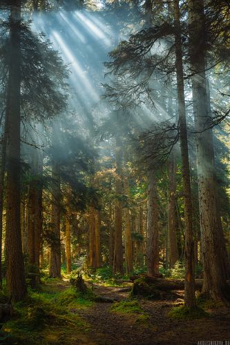 Утро в лесу